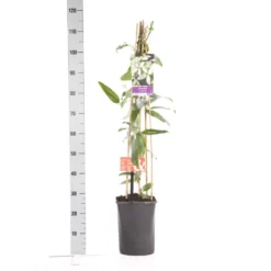 Bosrank, Groenblijvend (Clematis Armandii 'Apple Blossom') 16 Bosrank, Groenblijvend (Clematis Armandii 'Apple Blossom') -Groen Dome Verkoopwinkel clematis apelblossom 1.00 1.25