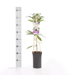 Bosrank, Groenblijvend (Clematis Armandii) -Groen Dome Verkoopwinkel clematis armandii