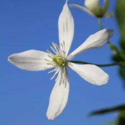 Bosrank, Groenblijvend (Clematis Armandii) -Groen Dome Verkoopwinkel clematis armandii 3