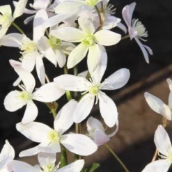 Bosrank, Groenblijvend (Clematis Armandii 'Apple Blossom') 18 Bosrank, Groenblijvend (Clematis Armandii 'Apple Blossom') -Groen Dome Verkoopwinkel clematis armandii apple blossom 2