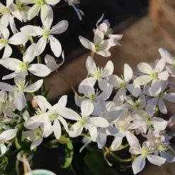 Bosrank, Groenblijvend (Clematis Armandii 'Apple Blossom') 12 Bosrank, Groenblijvend (Clematis Armandii 'Apple Blossom') -Groen Dome Verkoopwinkel clematis armandii apple blossom 3