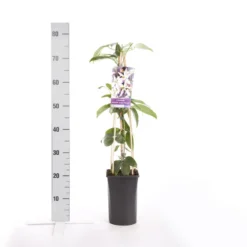 Bosrank, Groenblijvend (Clematis Armandii 'Apple Blossom') 15 Bosrank, Groenblijvend (Clematis Armandii 'Apple Blossom') -Groen Dome Verkoopwinkel clematis armandii apple blossom