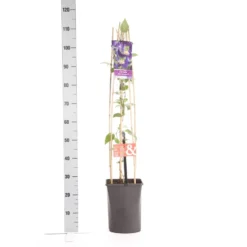 Bosrank (Clematis 'Blue Pirouette') 7 Bosrank (Clematis 'Blue Pirouette') -Groen Dome Verkoopwinkel clematis blue pirouette pbr 1.00 1.25