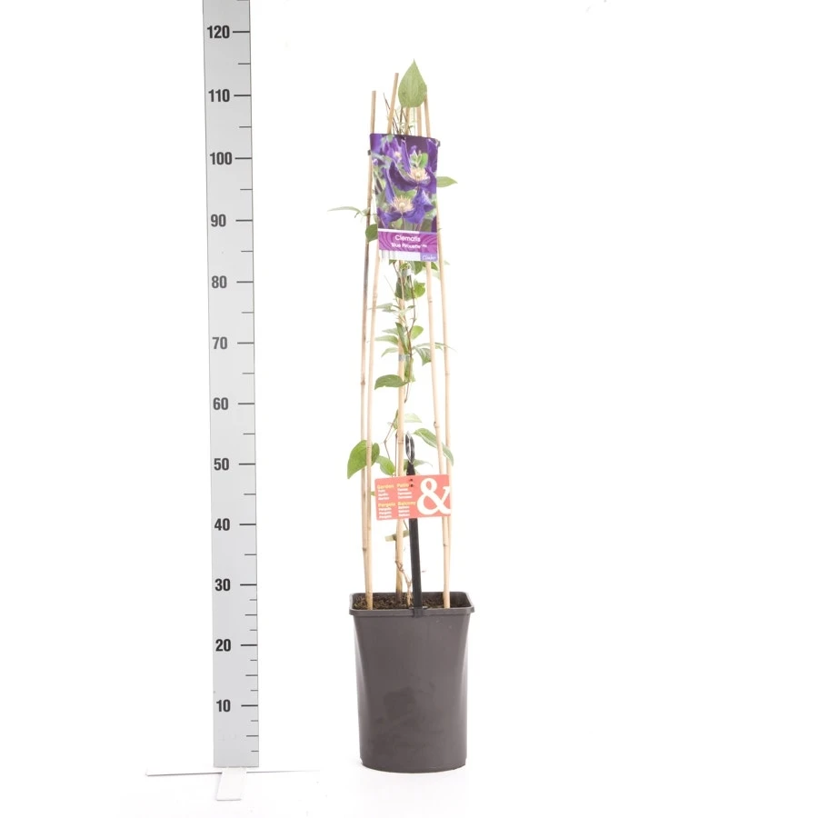 Bosrank (Clematis 'Blue Pirouette') 5 Bosrank (Clematis 'Blue Pirouette') - Afbeelding 3