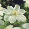 Bosrank (Clematis 'Guernsey Cream') -Groen Dome Verkoopwinkel clematis guernsey cream 2