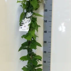 Bosrank (Clematis 'Henryi') -Groen Dome Verkoopwinkel clematis henryi 80 100 c2