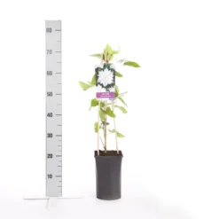 Bosrank (Clematis 'Jackmanii Alba') -Groen Dome Verkoopwinkel clematis jackmanii alba