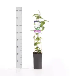 Bosrank (Clematis 'Madame Le Coultre') 11 Bosrank (Clematis 'Madame Le Coultre') -Groen Dome Verkoopwinkel clematis madame le coultre