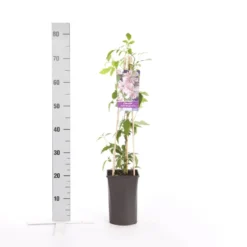 Bosrank (Clematis Montana 'Broughton Star') -Groen Dome Verkoopwinkel clematis montana broughton s.