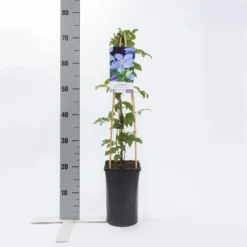 Bosrank (Clematis 'Mrs Cholmondeley') 12 Bosrank (Clematis 'Mrs Cholmondeley') -Groen Dome Verkoopwinkel clematis mrs. cholmondeley