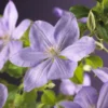 Bosrank (Clematis 'Mrs Cholmondeley') -Groen Dome Verkoopwinkel clematis mrs. cholmondeley 2