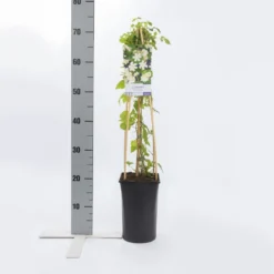 Bosrank (Clematis 'Paul Farges') -Groen Dome Verkoopwinkel clematis paul farges