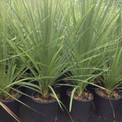 Cordyline (Cordyline Australis) -Groen Dome Verkoopwinkel cordyline australis