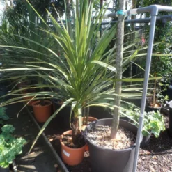 Cordyline (Cordyline Australis) -Groen Dome Verkoopwinkel cordyline australis 125 150 c20