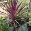Cordyline (Cordyline Australis 'Electric Pink') -Groen Dome Verkoopwinkel cordyline australis cherry sensation