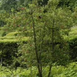 Chileense Lantaarnboom (Crinodendron Hookerianum) -Groen Dome Verkoopwinkel crinodendron