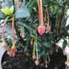 Chileense Lantaarnboom (Crinodendron Hookerianum) -Groen Dome Verkoopwinkel crinodendron hookerianum