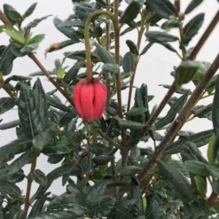 Chileense Lantaarnboom (Crinodendron Hookerianum) -Groen Dome Verkoopwinkel crinodendron hookerianum c20 1 1