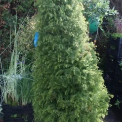 Sikkelden (Cryptomeria Japonica 'Elegans') -Groen Dome Verkoopwinkel cryptomeria j. elegans 150 175 c50 pir 2