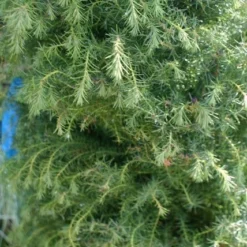 Sikkelden (Cryptomeria Japonica 'Elegans') -Groen Dome Verkoopwinkel cryptomeria j. elegans 150 175 c50 pir 3