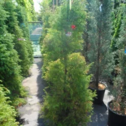 Sikkelden (Cryptomeria Japonica 'Elegans') -Groen Dome Verkoopwinkel cryptomeria japonica elegans 125 150 175