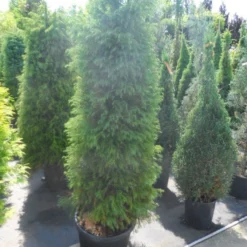 Sikkelden (Cryptomeria Japonica 'Elegans') -Groen Dome Verkoopwinkel cryptomeria japonica elegens 150 175 200