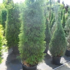 Sikkelden (Cryptomeria Japonica 'Elegans') -Groen Dome Verkoopwinkel cryptomeria japonica elegens 150 175 200 1