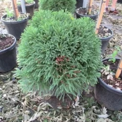 Sikkelden (Cryptomeria Japonica 'Globosa Nana') -Groen Dome Verkoopwinkel cryptomeria japonica globosa nana
