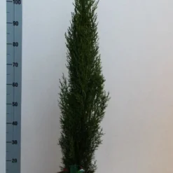 Italiaanse Cipres (Cupressus Sempervirens 'Totem') -Groen Dome Verkoopwinkel cupressus semp totem 80 100 cm co. 10l kopie 2