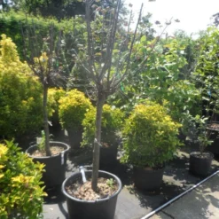 Kweepeer (Cydonia Oblonga) -Groen Dome Verkoopwinkel cydonia oblonga halfstam 14 16 18