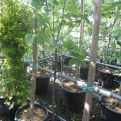 Kweepeer (Cydonia Oblonga) -Groen Dome Verkoopwinkel cydonia oblonga halfstam 5 6 8 c10