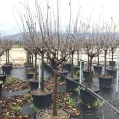 Groen Dome Verkoopwinkel -Groen Dome Verkoopwinkel cydoniaoblonga vranja halfstam01