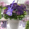 Hortensia Deep Purple Dance (Hydrangea 'Music Collection') -Groen Dome Verkoopwinkel deep purple dance 2