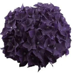Hortensia Deep Purple Dance (Hydrangea 'Music Collection') 9 Hortensia Deep Purple Dance (Hydrangea 'Music Collection') -Groen Dome Verkoopwinkel deep purple dance bloem 2
