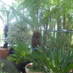 Boomvaren (Dicksonia Antarctica) -Groen Dome Verkoopwinkel dicksonia antarctica 100 120stam