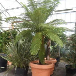 Boomvaren (Dicksonia Antarctica) -Groen Dome Verkoopwinkel dicksonia antarctica 160stam extra