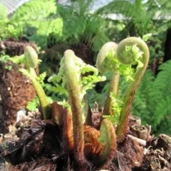 Boomvaren (Dicksonia Antarctica) -Groen Dome Verkoopwinkel dicksonia antarctica 3
