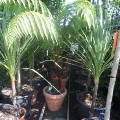 Boomvaren (Dicksonia Antarctica) -Groen Dome Verkoopwinkel dicksonia antarctica 40stam cont