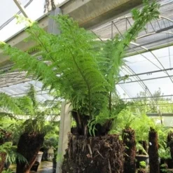Boomvaren (Dicksonia Antarctica) -Groen Dome Verkoopwinkel dicksonia antarctica 4