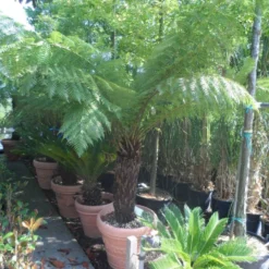 Boomvaren (Dicksonia Antarctica) -Groen Dome Verkoopwinkel dicksonia antarctica 70 80stam