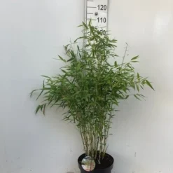 Niet Woekerende Bamboe (Fargesia 'Dino') -Groen Dome Verkoopwinkel dino c10