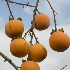 Groen Dome Verkoopwinkel -Groen Dome Verkoopwinkel diospyros kaki02
