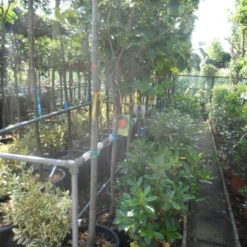 Kaki (Diospyros Kaki) -Groen Dome Verkoopwinkel diospyros kaki halfstam 12 14 1