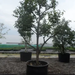 Kaki (Diospyros Kaki) -Groen Dome Verkoopwinkel diospyros kaki muscat solitair 1