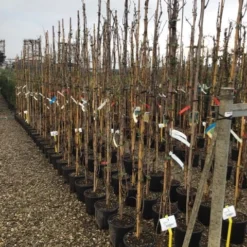 Witte Druif (Vitis Vinifera 'Italia') -Groen Dome Verkoopwinkel druif