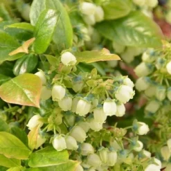 Groen Dome Verkoopwinkel -Groen Dome Verkoopwinkel dsc 5973