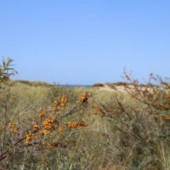 Duindoorn (Hippophae Rhamnoides) -Groen Dome Verkoopwinkel duindoorn 1