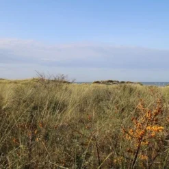 Duindoorn (Hippophae Rhamnoides) -Groen Dome Verkoopwinkel duindoorn 2