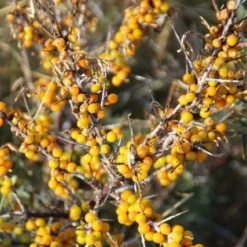 Duindoorn (Hippophae Rhamnoides) -Groen Dome Verkoopwinkel duindoorn 4