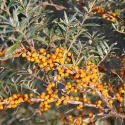 Duindoorn (Hippophae Rhamnoides) -Groen Dome Verkoopwinkel duindoorn 5